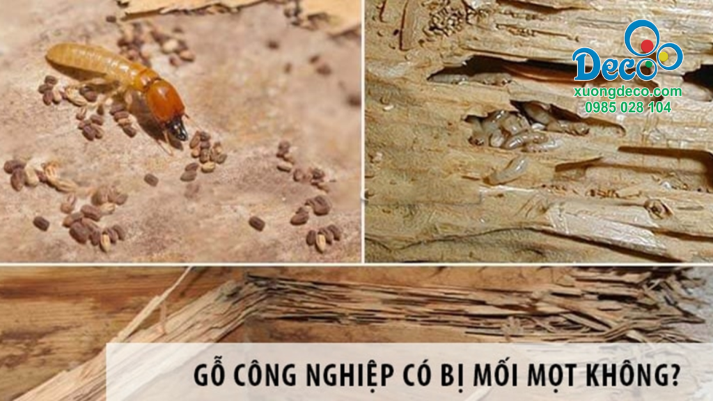 Gỗ công nghiệp bị mối ăn