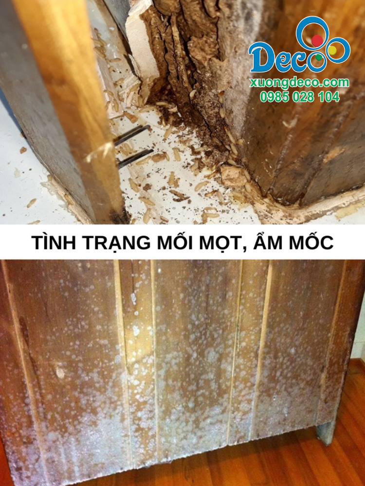 Tình trạng mối mọt ẩm mốc