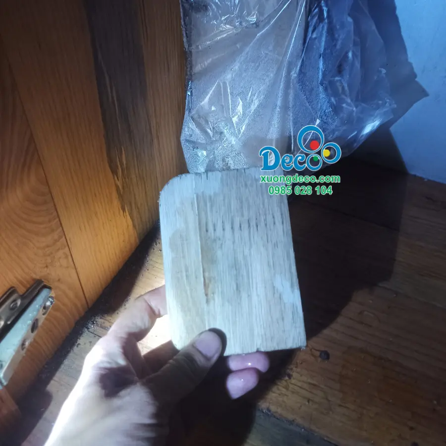 Thử nghiệm khả năng chống mối của Plywood HENF